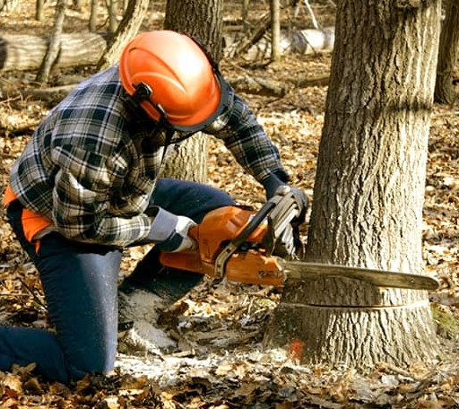 Tree Removal in Sheffield, TX